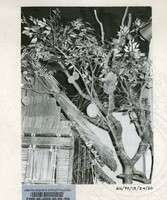 PERASMIAN PAMERAN DURIAN RAJA SEGALA BUAH