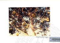 PAMERAN DURIAN RAJA SEGALA BUAH