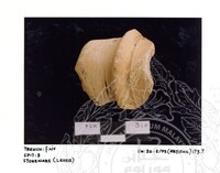 ARKEOLOGI SG. MAS, KEDAH SM: 32-5/ 93 (ARTIFAK)