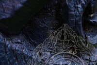 PENDOKUMENTASIAN KONDISI TIANG KELIERING BAGI TUJUAN KONSERVASI