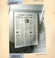 BAHAN PAMERAN DURIAN RAJA SEGALA BUAH