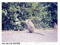 ARKEOLOGI SG, MAS, KEDAH SM: 32-12/ 99