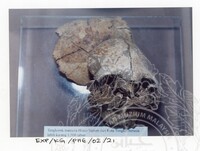 ARKEOLOGI KOTA BALAI / GELANGGI PHG. (2002)