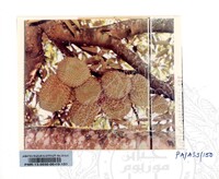 KOLEKSI PAMERAN ALAM SEMULAJADI 1994