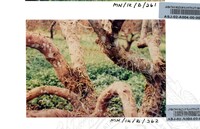 PAMERAN DURIAN RAJA SEGALA BUAH