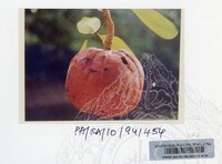 PAMERAN KEINDAHAN ALAM 1994 (2)