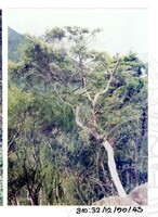 ARKEOLOGI SG, MAS, KEDAH SM: 32-12/ 99