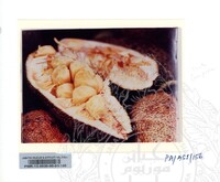 KOLEKSI PAMERAN ALAM SEMULAJADI 1994