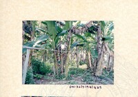 ARKEOLOGI SG. MAS, KEDAH SM : 32-7/94 (JILID 4) (WARNA)