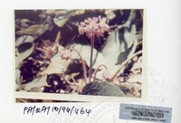 PAMERAN KEINDAHAN ALAM 1994 (2)