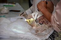 GAMBAR KOLEKSI DAN PENGENDALIAN PAMERAN GELARI 1