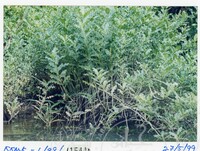 ARKEOLOGI KOTA KUALA MUDA 1999 JILID 6