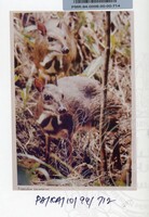 PAMERAN KEINDAHAN ALAM 1994 3