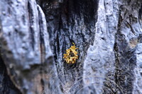 PENDOKUMENTASIAN KONDISI TIANG KELIERING BAGI TUJUAN KONSERVASI