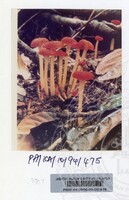 PAMERAN KEINDAHAN ALAM 1994 (2)