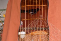 HMA 2025-  26.7.2025 -PERTANDINGAN SUARA BURUNG