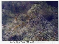 SURVEI KAWASAN SEKITAR TASIK CHINI DAN PENEMPATAN PENDUDUK ORANG ASLI YANG MENGHUNI SEKITAR KAWASANNYA PADA 27 OKTOBER 2002