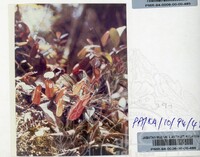 PAMERAN KEINDAHAN ALAM 1994 (2)