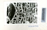 PAMERAN ARKEOLOGI BAWAH AIR 1986