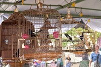 HMA 2025-  26.7.2025 -PERTANDINGAN SUARA BURUNG