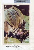 PAMERAN KEINDAHAN ALAM 1994 3