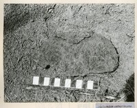 ARKEOLOGI KG. PANCU MUAR JOHOR 1978