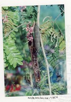 BANGUNAN MUZIUM ARKEOLOGI LEMBAH BUJANG KEDAH - JILID 5