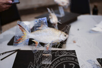 BENGKEL TAKSIDERMI IKAN