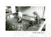 ARKEOLOGI SG. MAS, KEDAH SM: 32-5/ 93 VOL: 5 W