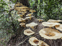 PROGRAM JEJAK WARISAN GUNUNG JERAI, MUZIUM ARKEOLOGI LEMBAH BUJANG