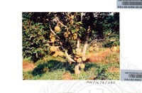 PAMERAN DURIAN RAJA SEGALA BUAH