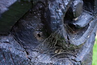 PENDOKUMENTASIAN KONDISI TIANG KELIERING BAGI TUJUAN KONSERVASI