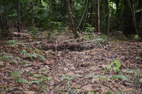 HMA2023 - BERAMBEH DI KAMPUNG SANTUBONG - SANTUNI WARISAN KITA