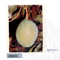 KOLEKSI PAMERAN ALAM SEMULAJADI 1994