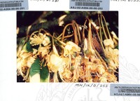 PAMERAN DURIAN RAJA SEGALA BUAH