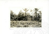 ARKEOLOGI SG. MAS, KEDAH SM, 32-4,93 VOL,3 HP FASA 4 LOKASI, POKOK, LAWATAN, CERAMAH, AKTIVITI - HITAM/ PUTIH. HASSAN