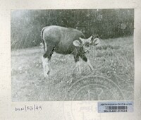 SEJARAH KOLEKSI JOHOR