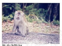 ARKEOLOGI SG, MAS, KEDAH SM: 32-12/ 99