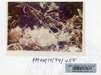 PAMERAN KEINDAHAN ALAM 1994 (2)