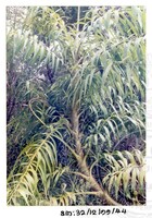 ARKEOLOGI SG, MAS, KEDAH SM: 32-12/ 99