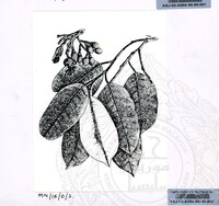 PAMERAN DURIAN RAJA SEGALA BUAH