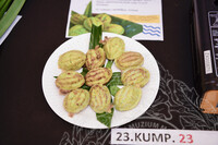 PROGRAM BERMALAM DI MUZIUM