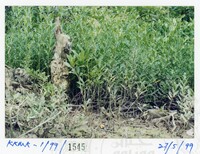 ARKEOLOGI KOTA KUALA MUDA 1999 JILID 6