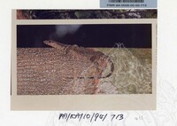 PAMERAN KEINDAHAN ALAM 1994 3