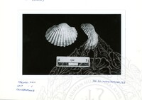 ARKEOLOGI SG. MAS, KEDAH SM: 32-4/ 93 VOL: 4 HP