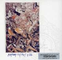 PAMERAN KEINDAHAN ALAM 1994 (2)