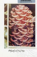 PAMERAN KEINDAHAN ALAM 1994 3