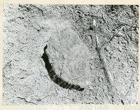 ARKEOLOGI KG. PANCU MUAR JOHOR 1978