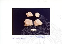 ARKEOLOGI SG. MAS, KEDAH SM: 32-4/ 93 VOL: 3 W