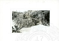 ARKEOLOGI SG. MAS, KEDAH SM, 32-4,93 VOL,3 HP FASA 4 LOKASI, POKOK, LAWATAN, CERAMAH, AKTIVITI - HITAM/ PUTIH. HASSAN